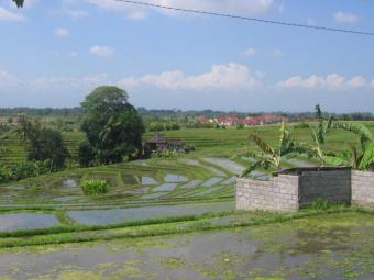 Piece of land in the ricefields Pantai Seseh